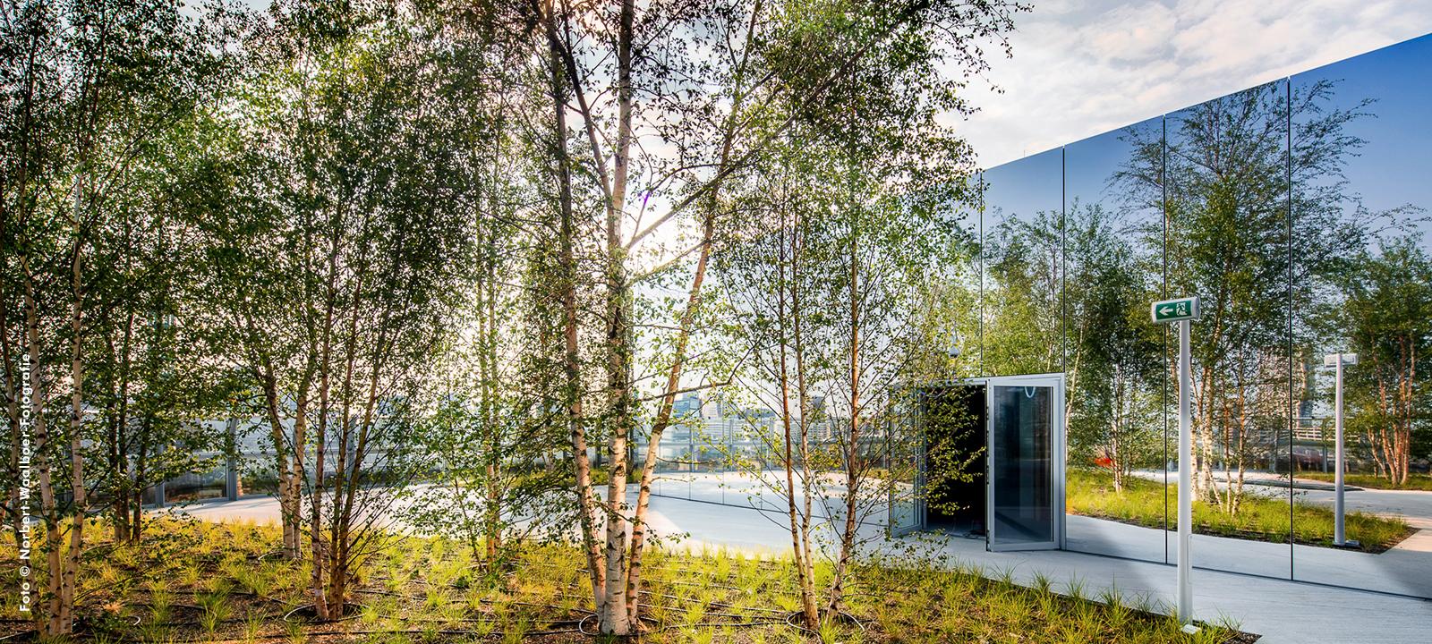 Roof garden with trees